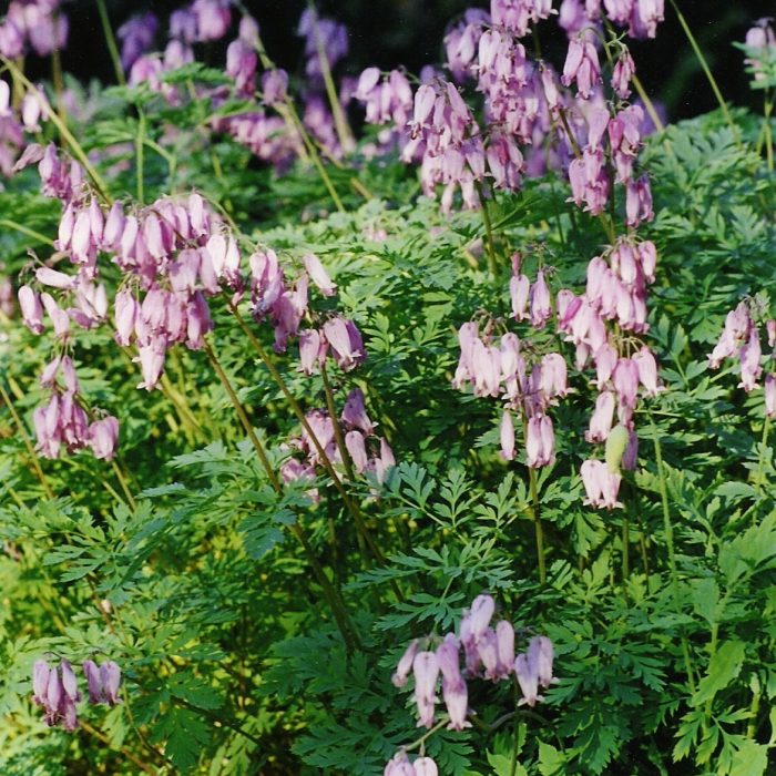 Gebroken hartje (Dicentra formosa 'Alba') Planteninformatie