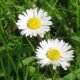 Bellis perennis