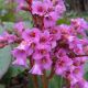 bergenia cordifolia