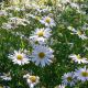 Boltonia asteroides 'Nana'