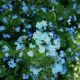 Brunnera macrophylla 'Dawson's White'
