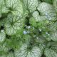 Brunnera macrophylla 'Jack Frost'