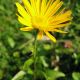 Buphthalmum salicifolium