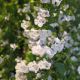 Calamintha nepeta 'Blue Cloud'