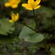 Caltha palustris