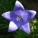 campanula carpatica 'Blue Clips'