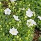 campanula carpatica 'White Clips'