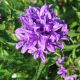 Campanula glomerata 'Acaulis'