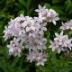 Campanula lactiflora 'Loddon Anna'