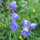Campanula persicifolia 'Alba'