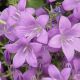 Campanula portenschlagiana 'Lieselotte'