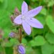 Campanula poscharskyana 'Blauranke'