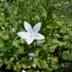 campanula poscharskyana 'E.H. Frost'