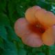 campsis tagliabuana 'Indian Summer'