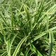 carex morrowii 'Ice Dance'