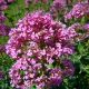Centranthus ruber 'Albus'