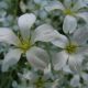 Cerastium biebersteinii