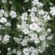 Cerastium tomentosum