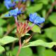Ceratostigma plumbaginoides