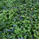 Ceratostigma plumbagoides