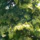 Chamaecyparis obtusa 'Crippsii'