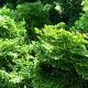 Chamaecyparis obtusa 'Nana Gracilis'