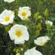 Cistus salviifolius