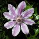 Clematis patens 'Nelly Moser'