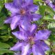 Clematis patens 'The President'