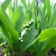 Convallaria majalis