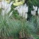 Cortaderia selloana