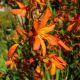 crocosmia aurea