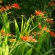 Crocosmia 'Lucifer'