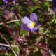 Cymbalaria muralis