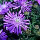 Delosperma cooperi