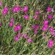 Dianthus deltoides 'Leuchtfunk'