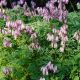 Dicentra formosa 'Alba'