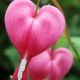 dicentra spectabilis