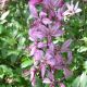 Dictamnus albus 'Albiflorus'