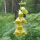 Digitalis grandiflora