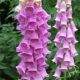 Digitalis purpurea Exelsior Hybrids