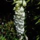 digitalis purpurea 'Alba'