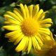 Doronicum orientale 'Little Leo'