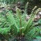 Dryopteris affinis 'Congesta Cristata'