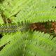 Dryopteris filix-mas 'Crispa Cristata'