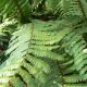 Dryopteris wallichiana