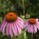 Echinacea purpurea 'Alaska'