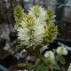 Fothergilla major