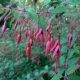 Fuchsia magellanica 'Gracilis'
