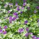 Geranium himalayense